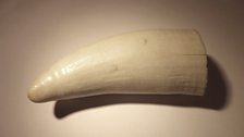 For Dan, his sperm whale tooth indicates how practices like whaling impact nature whilst showing we can plot a different future