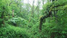 Allt-yr-Ynn Nature Reserve