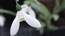 Maurice Parkinson's Winter Planters