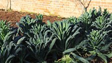 Bangor Castle Walled Garden