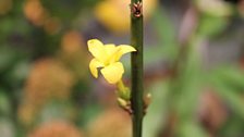 Jim Bradley's Winter Scented Plants