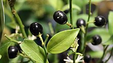 Jim Bradley's Winter Scented Plants