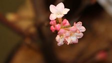 Jim Bradley's Winter Scented Plants