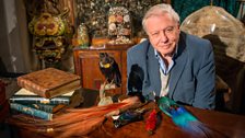 David Attenborough with a variety of skins and specimens of Birds of Paradise.