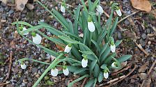 Snowdrops At Rowallane