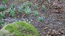 Snowdrops At Rowallane