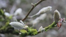 Snowdrops At Rowallane