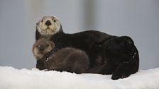 Alaskan sea otter and pup