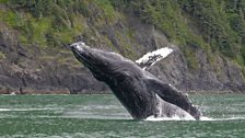 Humpback breach