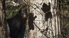 Black bear mother and cubs