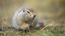 Arctic ground squirrel