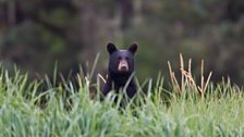 Alaskan black bear