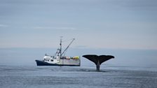 Sperm whales and fishermen