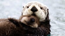 Alaskan sea otter and pup