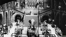 Natural History Museum: Hintze Hall over the years