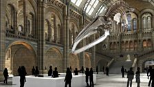 Natural History Museum: Hintze Hall over the years