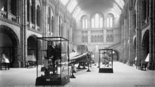 Natural History Museum: Hintze Hall over the years