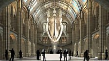 Natural History Museum: Hintze Hall over the years