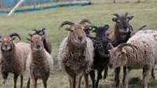 Soay Sheep at Anam Cara Croft