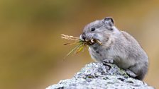 Collared pika gathering food