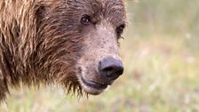 Alaskan grizzly bear