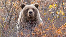 Alaskan grizzly bear eating berries