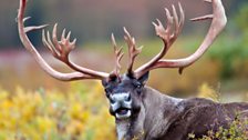 Alaskan caribou