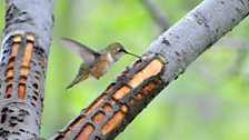 Rufous hummingbird stealing sap