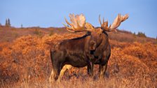 Bull moose