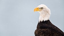 An adult bald eagle