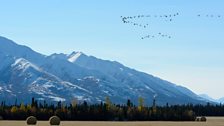 Sandhill crane migration