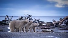 Polar bear family in the far north of the Alaskan Arctic