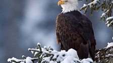 Bald eagle perching in the forest