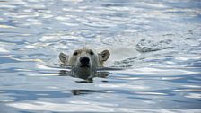 Polar bear swimming