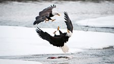 Bald eagle aerial combat on the Chilkat River