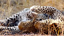 Leopard cubs cuddling