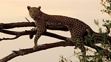 Leopard in a tree