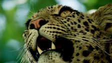 Female leopard cub