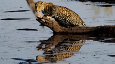 Fishing leopard