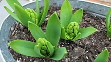 Happy hyacinths full of vigour...