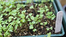 Rocket Seedlings