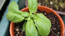 Baby Basil in a Pot...The Taste of Summer...