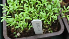 Tiny Tinder Cress