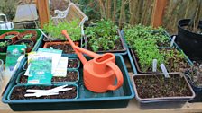 Barbara's favourite handy watering can on the bench...