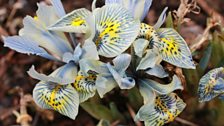 Exquisite Dwarf Iris out in the garden...