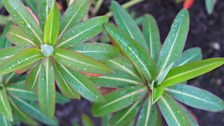 Euphorbia in close-up