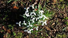 A Happy Huddle of Snowdrops