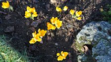 Crocus and Mourne Granite