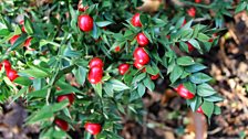 The brilliant red berries of the Butcher's Broom