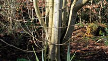 Trunks of the Magnoila